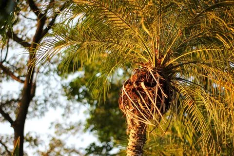 Palm Tree 스톡 사진