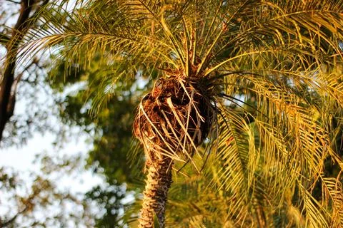 Palm Tree Stock Photos