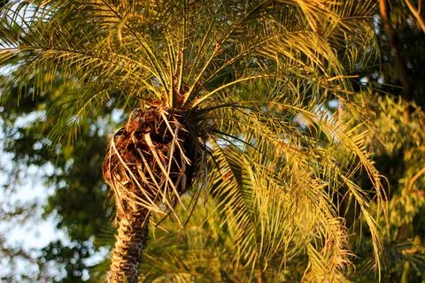 Palm Tree Stock Photos