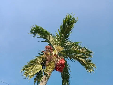 Palm tree Stock Photos