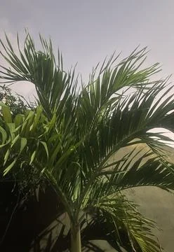 Palm tree Stock Photos