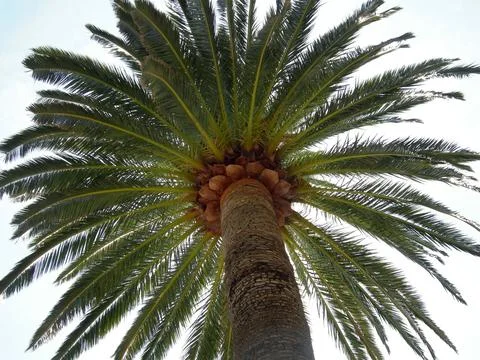 Palm tree Foto stock