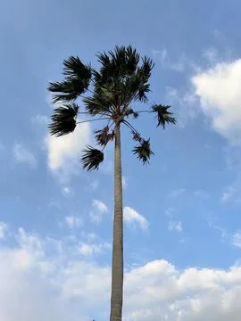 Palm tree Stock Photos