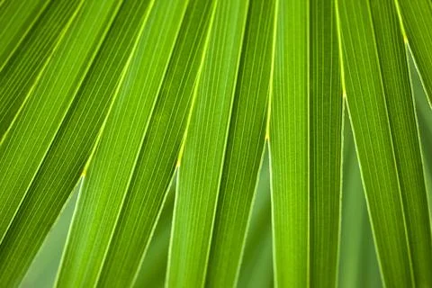 Palm tree Stock Photos