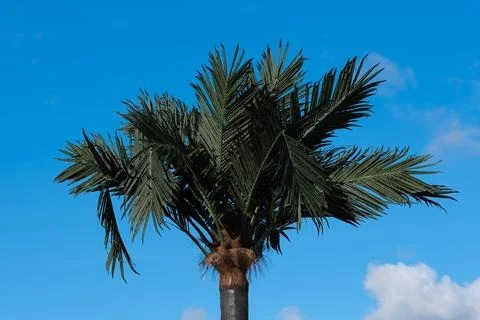 Palm tree Foto stock