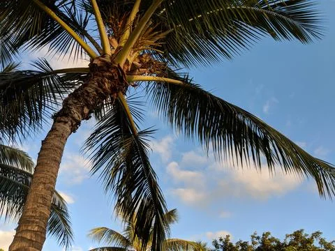 Palm tree Stock Photos