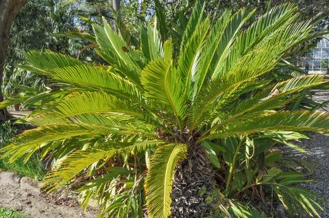 Palm tree Stock Photos