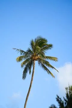 Palm Tree Photos
