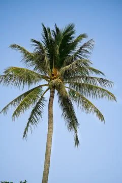 Palm Tree Stock Photos