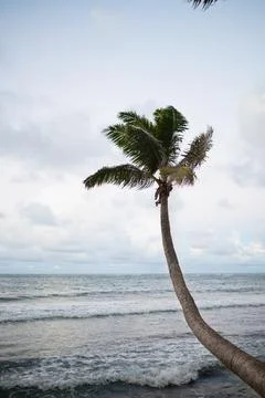 Palm Tree Photos