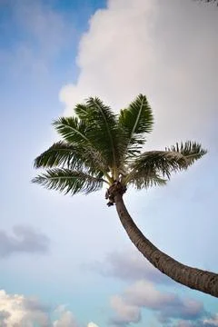 Palm Tree Photos