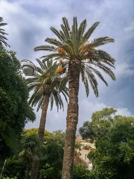 Palm Tree 스톡 사진