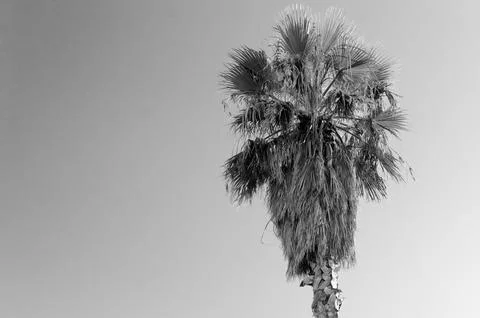 Palm tree Stock Photos