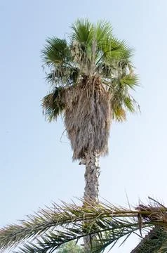 Palm tree Stock Photos