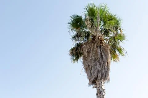 Palm tree Stock Photos