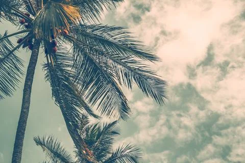 Palm tree Foto stock