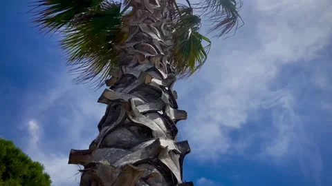 A palm tree with a pine cone in the resort area at the sea coast. Stock Footage 248088346