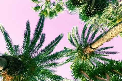 Palm tree on pink Stock Photos
