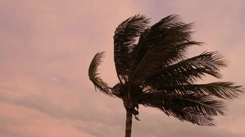 Palm Tree with Pink Sky Stock Footage 136639646