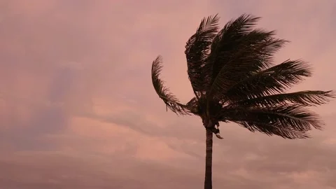 Palm Tree With a Pink Sunset Sky Stock Footage 136639665