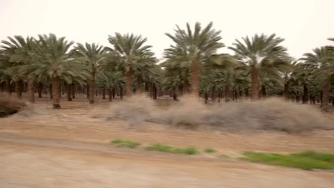 Palm tree plant from car Stock Footage 70678924