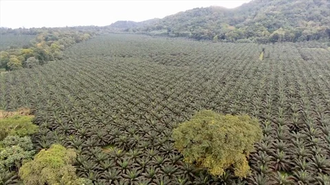 Palm tree plantation Stock Footage 91447995