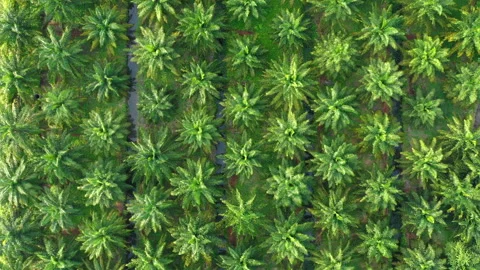 Palm tree plantation Stock Footage 138663595