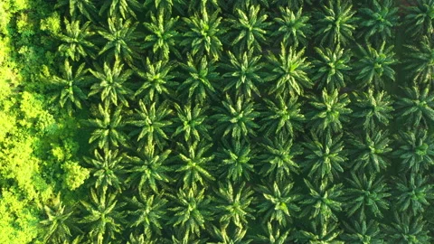 Palm tree plantation Stock Footage 138674147