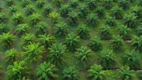 Palm tree plantation Stock Footage 138678791