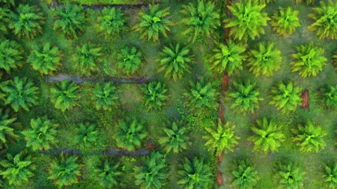 Palm tree plantation Stock Footage 138678974