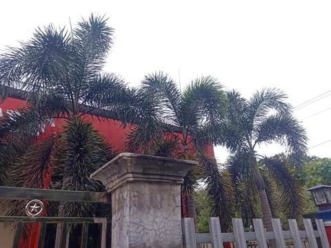 Palm tree planted in front of a building Stock Photos