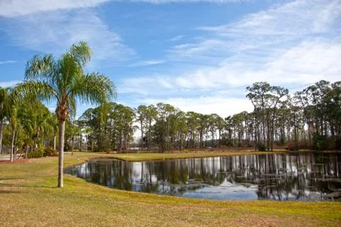 Palm tree by a pond Stock Photos