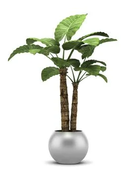 Palm tree in pot isolated on white background Stock-Illustration