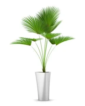 Palm tree in pot isolated on white background Illustrazione stock