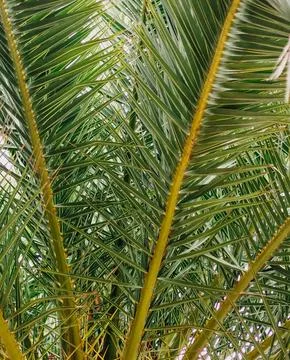 Palm tree on the promenade Stock Photos