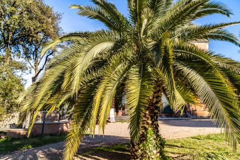 Palm tree in public park Stock Photos