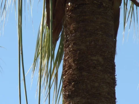 Palm Tree pull out 스톡 동영상 82589617