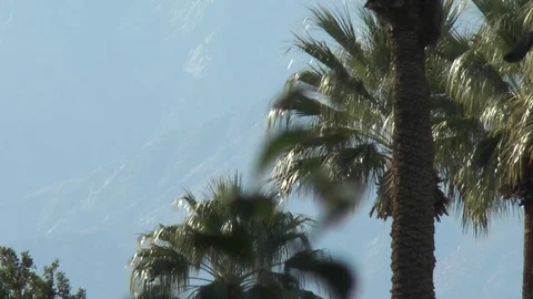 Palm Tree pull out to grass 스톡 동영상 82589550