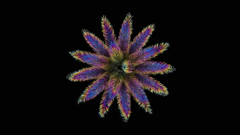 Palm tree pulsating in different colors on a black background. Stock Footage 122881389