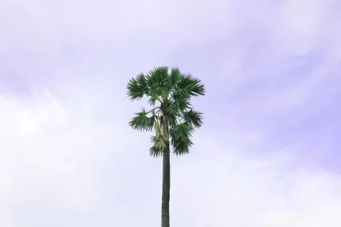 Palm Tree On Purple Background Stock Photos
