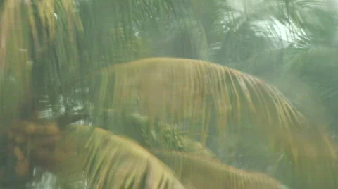 Palm Tree Rain  Stock Footage 399371
