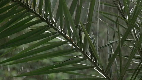 Palm tree in the rain Stock Footage 128079082