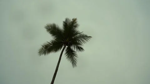 Palm tree in the rain Stock Footage 163181030