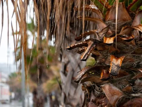 Palm tree in the rain Stock Photos