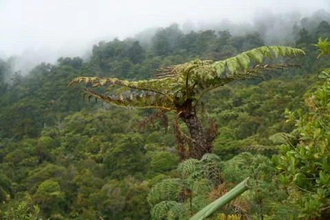 Palm tree in rain Stock Photos