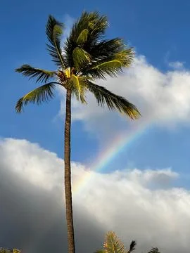 Palm Tree Rainbow Stock Photos