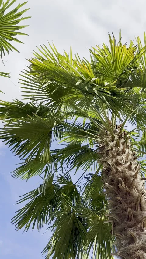 Palm tree reaching blue sky Stock-Footage 341292958