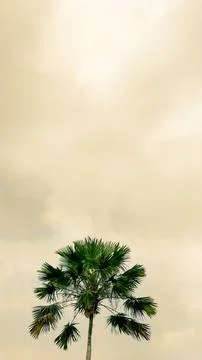 Palm tree reaching toward a cloudy sky, creating a dramatic silhouette and .. Stock Photos