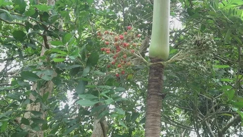 Palm tree with red berries Stock Footage 70371404