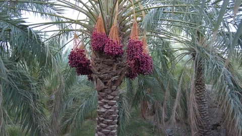 Palm tree with red palm clusters 動画素材 159578236